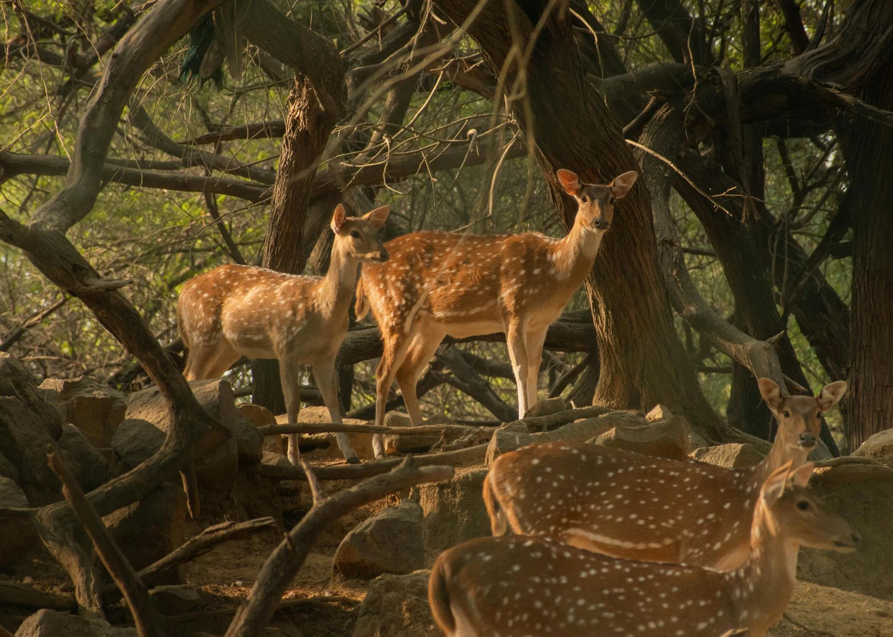 Makanan Khas Malang: Jelajahi Cita Rasa Legendarisnya